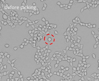 Picking of single cells: image before picking