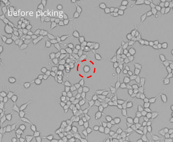 Picking of single cells: image before picking Picking of single cells: image before picking