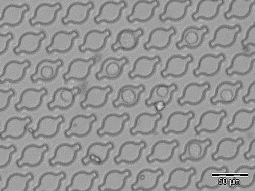 U25 UFO-shape nanowell array U25 UFO-shape nanowell array