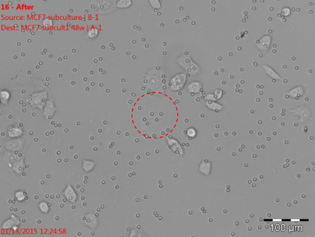 Isolation of individual cells with the ALS CellCelector: image after picking