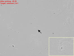 Image after picking of a single sperm cell Image after picking of a single sperm cell