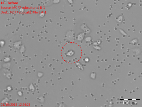 Isolation of individual cells with the ALS CellCelector: image before picking