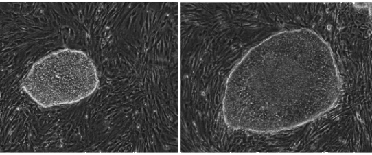 phase contrast image of a stem cell colony