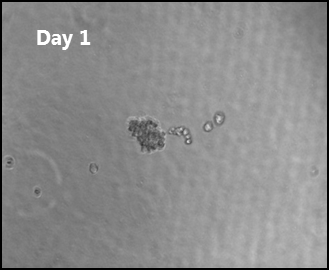 Picked CHO cell colony at day 1