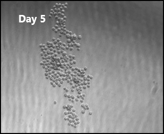 Picked CHO cell colony at day 5