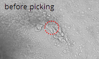 Isolation of already differentiated parts from an hESC colony: before picking