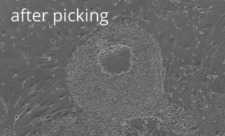 Transfer of specific, undifferentiated parts of a human embryonic stem cell (hESC) colony: after picking Transfer of specific, undifferentiated parts of a human embryonic stem cell (hESC) colony: after picking