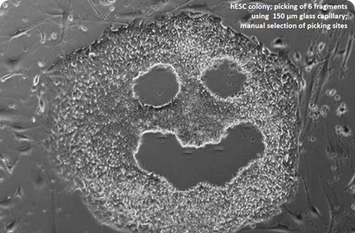 Picking of fragments from hES colonies with CellCelector