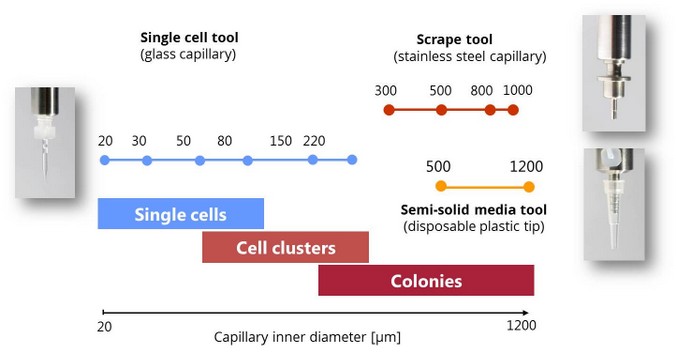 overview of available capillaries for cell isolation