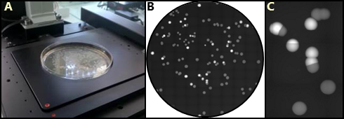 Scanning of a petri dish with bacteria colonies