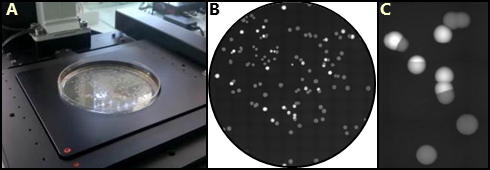 Scanning of a petri dish with bacteria colonies Scanning of a petri dish with bacteria colonies