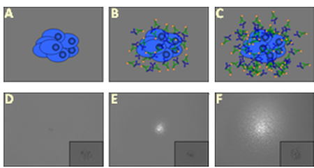 Schematic view of Hybridoma clones and the detection of secreted antibodies Schematic view of Hybridoma clones and the detection of secreted antibodies
