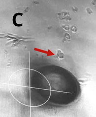 Target cell starts moving to the capillary
