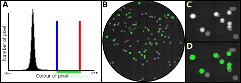 Colony detection by defining grey value thresholds Colony detection by defining grey value thresholds